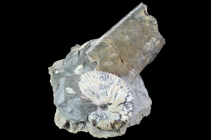 Hoploscaphites Ammonite and Baculites Association - South Dakota #86211